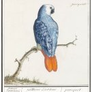 11909.Decoration Poster.Room Home office Wall decor.Nature art.Blue Parakeet