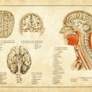11477.Decoration Poster.Home wall Art decoration.Human anatomy brain.Medical