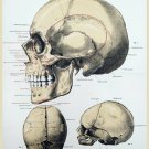 11485.Poster print.Decorative.Art decoration.Human anatomy.Skull.Medical