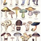 6692.Decoration Poster.Home wall art.Mushroom types illustration in French