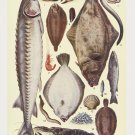 12018.Decoration Poster.Home interior design.Room wall art decor.Fish.Kitchen