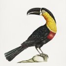 12007.Decoration Poster.Home interior design.Room wall art decor.Toucan bird