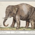11900.Decoration Poster.Room Home office Wall decor.Nature art.Antique elephant