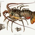 11882.Decoration Poster.Room Home office Wall decor.Nature art.Lobster anatomy