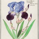 11896.Decoration Poster.Room Home office Wall decor.Nature art.Blue Iris flower