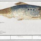 11905.Decoration Poster.Room Home office Wall decor.Nature art.Alosa fish.Herrin