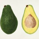 11993.Decoration Poster.Home interior design.Room wall decor art.Avocado fruit
