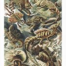 12001.Decoration Poster.Home interior design.Room wall art decor.Reptiles.Lizard