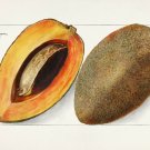 12009.Decoration Poster.Home interior design.Room wall art decor.Mamey fruit