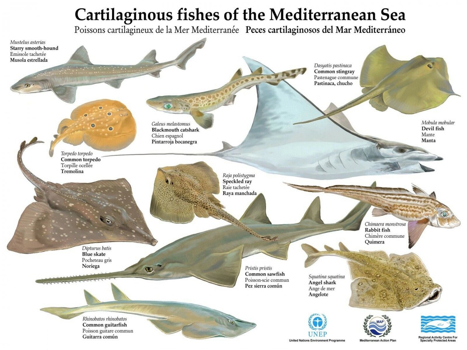 Wall Decor Poster.Activist room interior art design.Shark ray fish chart.11548