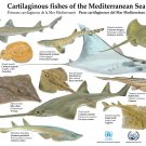 Wall Decor Poster.Activist room interior art design.Shark ray fish chart.11548