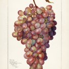 11990.Decoration Poster.Home interior design.Room wall decor art.Grapes fruit