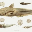 11880.Decoration Poster.Room Home office Wall decor.Nature art.Deep sea fish