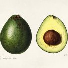 11992.Decoration Poster.Home interior design.Room wall decor art.Avocado fruit