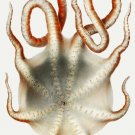 11873.Decoration Poster.Room Home office Wall decor.Nature art.Octopus.Alloposus