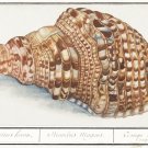 11907.Decoration Poster.Room Home office Wall decor.Nature art.Sea Triton shell