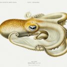 11869.Decoration Poster.Room Home office Wall decor.Nature art.Yellow Octopus