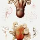 11881.Decoration Poster.Room Home office Wall decor.Nature art.Octopus anatomy