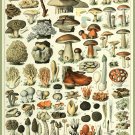 Decoration Poster.French Adolphe Millot Nature illustration.Mushrooms.9634 Decoration Poster.French Adolphe Millot Nature illustration.Mushrooms.9634