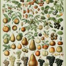 Decoration Poster.French Adolphe Millot Nature illustration.Fruits.9639 Decoration Poster.French Adolphe Millot Nature illustration.Fruits.9639