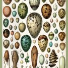 Decoration Poster.French Adolphe Millot Nature illustration.Eggs.9654 Decoration Poster.French Adolphe Millot Nature illustration.Eggs.9654