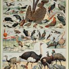 Decoration Poster.French Adolphe Millot Nature illustration.Exotic Birds.9659 Decoration Poster.French Adolphe Millot Nature illustration.Exotic Birds.9659
