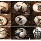 Decoration Poster.Wall decor.Turtle egg.9721 Decoration Poster.Wall decor.Turtle egg.9721