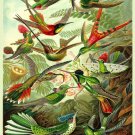 Decorative Poster.Home wall decor.Nature illustration.Hummingbirds.7964 Decorative Poster.Home wall decor.Nature illustration.Hummingbirds.7964