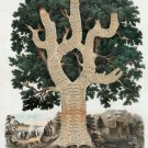 Decorative Poster Home wall decor.Chart of American History tree.8319 Decorative Poster Home wall decor.Chart of American History tree.8319