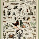 Decoration 11x14 Poster.French Adolphe Millot Nature illustration.Bugs.Crabs.Butterflies.9632 Decoration 11x14 Poster.French Adolphe Millot Nature illustration.Bugs.Crabs.Butterflies.9632