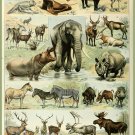 Decoration 11x14 Poster.French Adolphe Millot Nature illustration.Elephant Hippo Alce Cebra.9647 Decoration 11x14 Poster.French Adolphe Millot Nature illustration.Elephant Hippo Alce Cebra.9647