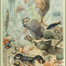 Decoration 11x14 Poster.French Adolphe Millot Nature illustration.Shell.Ocean.Starfish lobster.9651 Decoration 11x14 Poster.French Adolphe Millot Nature illustration.Shell.Ocean.Starfish lobster.9651