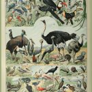 Decoration 11x14 Poster.French Adolphe Millot Nature illustration.Exotic Birds.9657