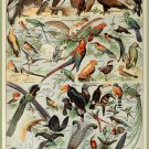 Decoration 11x14 Poster.French Adolphe Millot Nature illustration.Exotic Birds.9658 Decoration 11x14 Poster.French Adolphe Millot Nature illustration.Exotic Birds.9658