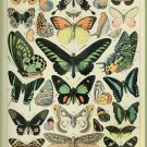 Decoration 11x14 Poster.French Adolphe Millot Nature illustration.Butterflies.9661 Decoration 11x14 Poster.French Adolphe Millot Nature illustration.Butterflies.9661