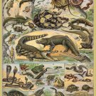 Decoration 11x14 Poster.French Adolphe Millot Nature illustration.Reptiles.Snakes.Alligator.9832 Decoration 11x14 Poster.French Adolphe Millot Nature illustration.Reptiles.Snakes.Alligator.9832
