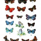 Decorative 11x14 Poster Home wall decor.Butterflies illustration.8293 Decorative 11x14 Poster Home wall decor.Butterflies illustration.8293