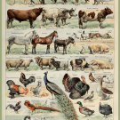 Decoration 8x10 Poster.French Adolphe Millot Nature illustration.Domestic animals.Pets.9631