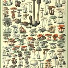 Decoration 8x10 Poster.French Adolphe Millot Nature illustration.Mushrooms.9633 Decoration 8x10 Poster.French Adolphe Millot Nature illustration.Mushrooms.9633