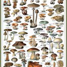 Decoration 8x10 Poster.French Adolphe Millot Nature illustration.Mushrooms.9635