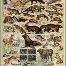 Decoration 8x10 Poster.French Adolphe Millot Nature illustration.Horse.Pinguin.Swan.Fox.9638