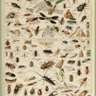 Decoration 8x10 Poster.French Adolphe Millot Nature illustration.Bugs.9643
