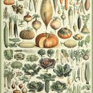 Decoration 8x10 Poster.French Adolphe Millot Nature illustration.Legumes.9645