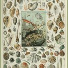 Decoration 8x10 Poster.French Adolphe Millot Nature illustration.Shells.Ocean.9649
