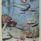 Decoration 8x10 Poster.French Adolphe Millot Nature illustration.Shell.Ocean.Starfish lobster.9650