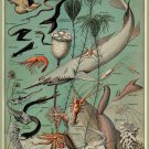 Decoration 8x10 Poster.French Adolphe Millot Nature illustration.Shell.Ocean.Starfish lobster.9652