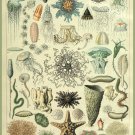 Decoration 8x10 Poster.French Adolphe Millot Nature illustration.Shell.Ocean.Starfish lobster.9653 Decoration 8x10 Poster.French Adolphe Millot Nature illustration.Shell.Ocean.Starfish lobster.9653