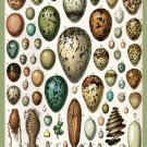Decoration 8x10 Poster.French Adolphe Millot Nature illustration.Eggs.9654 Decoration 8x10 Poster.French Adolphe Millot Nature illustration.Eggs.9654