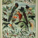 Decoration 8x10 Poster.French Adolphe Millot Nature illustration.Exotic Birds.9655