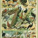 Decoration 8x10 Poster.French Adolphe Millot Nature illustration.Exotic Birds.9656